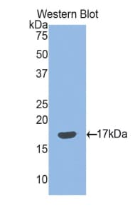 SEMA3F / Semaphorin 3F Antibody (aa350-483, PE)