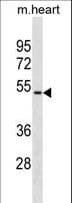 HOXA10 Antibody (aa252-281)