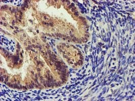 KCNAB1 Antibody (clone OTI7F12, Carrier-free)