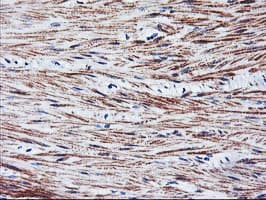 TAL1 Antibody (clone OTI5H1, Carrier-free)