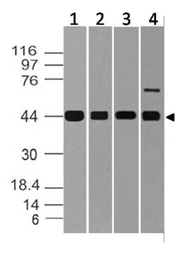 MAPK3 / ERK1 Antibody