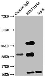 HIST1H4I Antibody