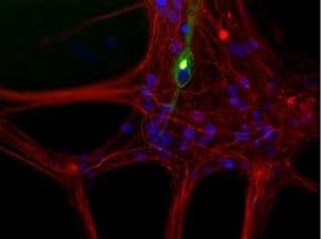 Monoclonal Mouse anti-Rat Peripherin Antibody (IF, WB)