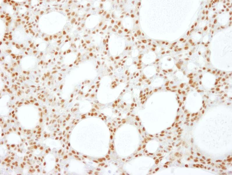 SCAF8 Antibody (aa1221-C-term)