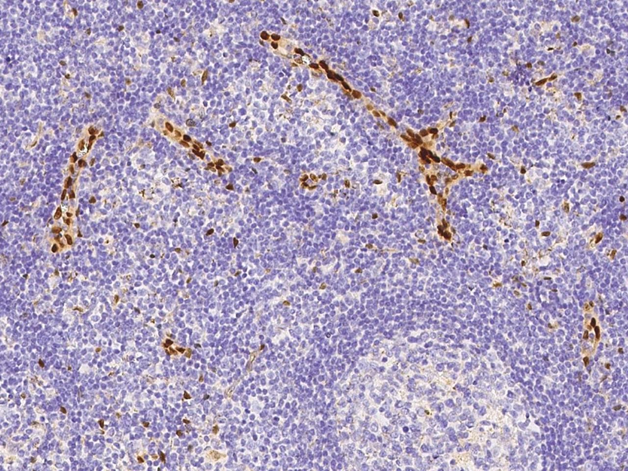 IL-33 Antibody (Preservative Free)