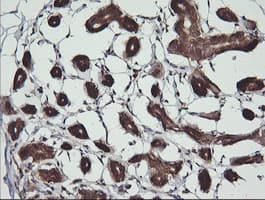 BBOX1 / BBOX Antibody (clone OTI4F9)