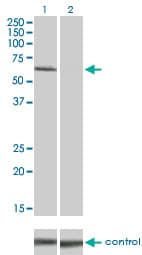 IHC-plus™ Monoclonal Mouse anti-Human IRAK1 / IRAK Antibody (clone 3A9, IHC, IF, WB)