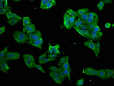 PRKRA / PACT Antibody
