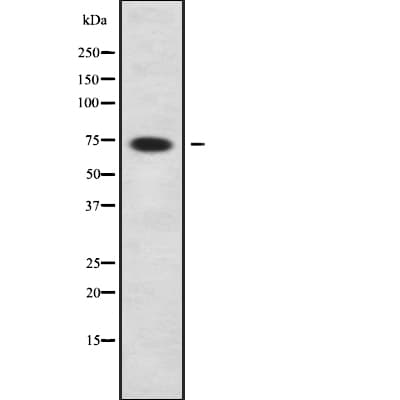 EDEM1 / EDEM Antibody