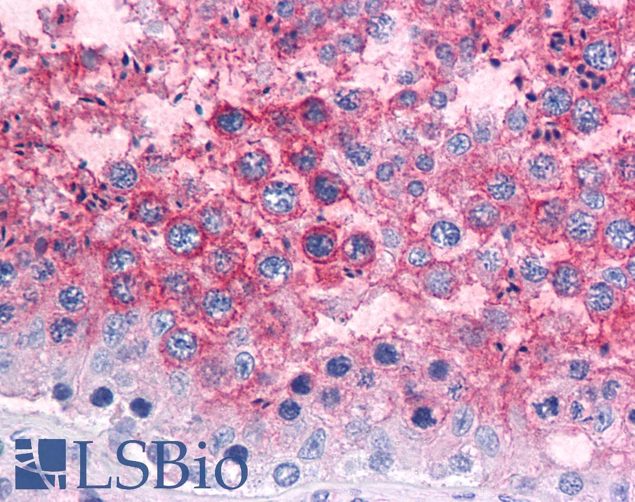 PathPlus™ PRNP / PrP / Prion Antibody (clone EM-20)