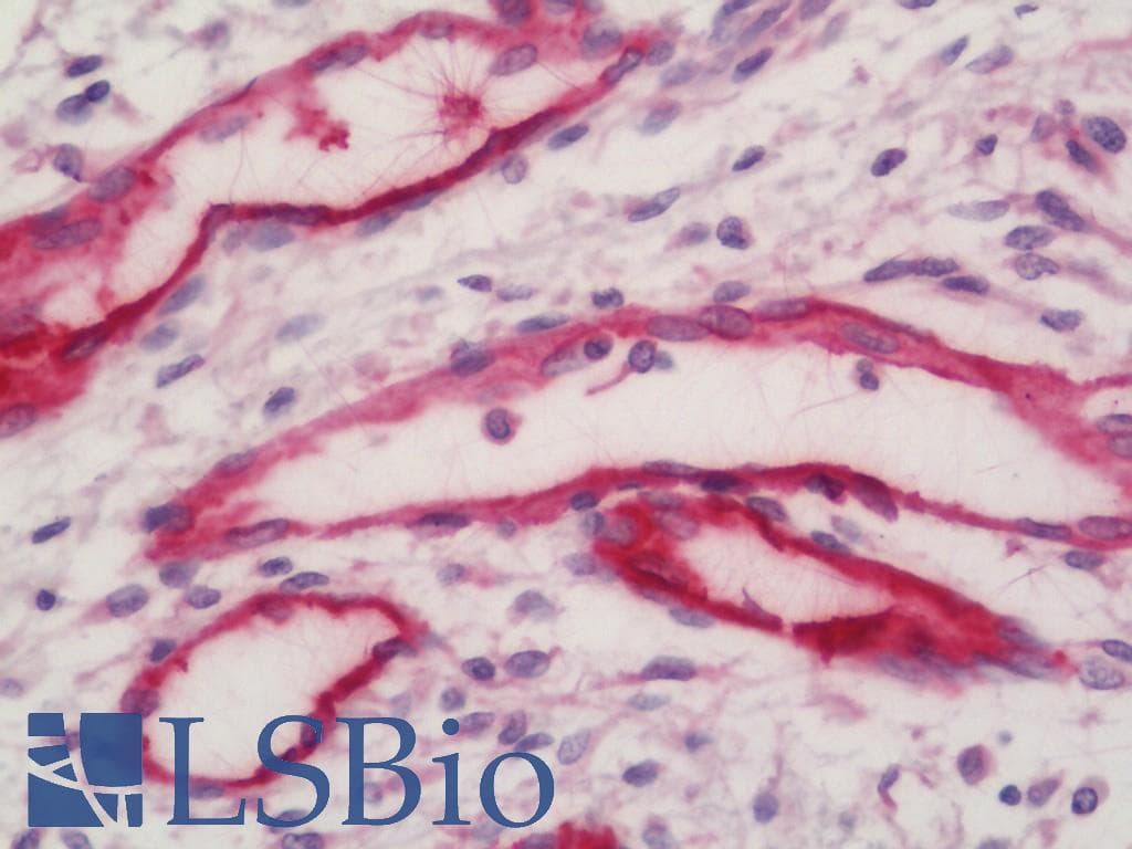 IHC-plus™ TFPI / LACI Antibody (aa29-304, clone 3B1)