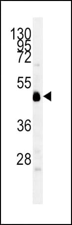 IDO1 / IDO Antibody (aa79-105)