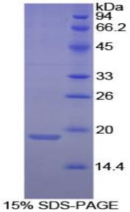 Dog ANXA4 / Annexin IV Protein (Recombinant His)