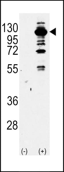 PIK3CG / PI3K Gamma Antibody (aa518-547)