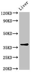 CNN3 Antibody