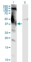 DMWD Antibody (clone 3F5)