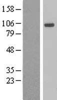 AHR Protein (Over-Expression Lysate Myc-DDK (Flag))