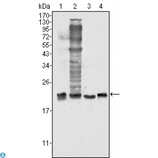 SOD1 / Cu-Zn SOD Antibody