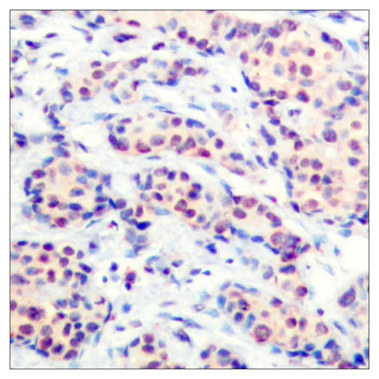 Polyclonal Rabbit anti-Human AP-1 / JUND Antibody (aa222-271, IHC, WB)