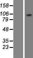 MCM10 Protein (Over-Expression Lysate Myc-DDK (Flag))