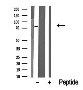 Polyclonal Rabbit anti-Human MRE11A / MRE11 Antibody (WB)