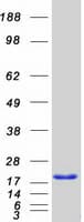 Human THRSP Protein (Recombinant Myc-DDK (Flag))