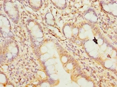 REEP4 Antibody