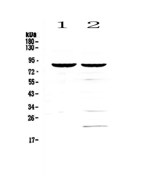 CD19 Antibody