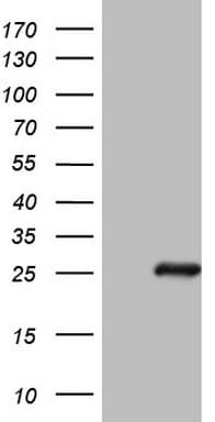 BMF Antibody (clone OTI3E5)