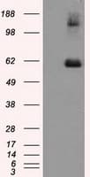 LIPG / Endothelial Lipase Antibody (clone OTI7C2)