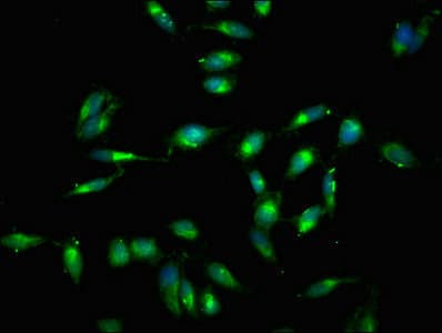 RELB Antibody