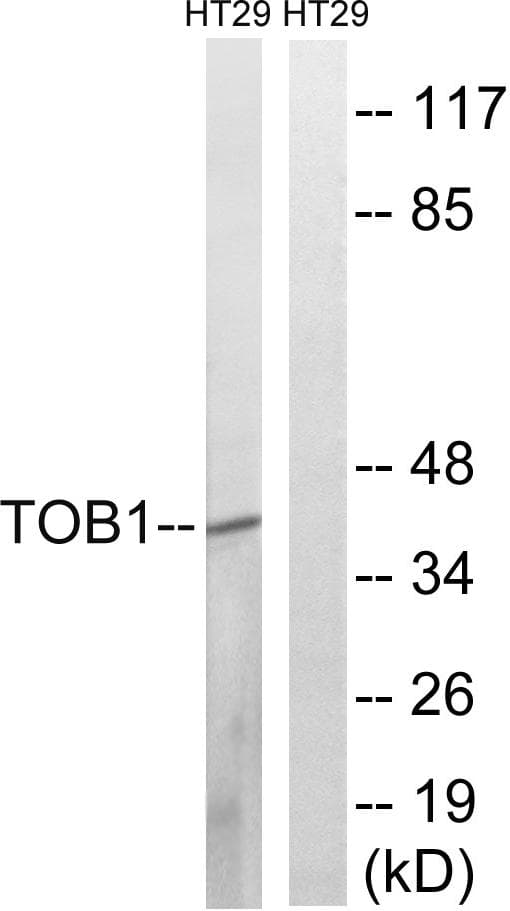 Polyclonal Rabbit anti-Human TOB1 / TOB Antibody (p164, WB)