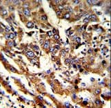 ERP29 Antibody (aa151-179)