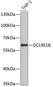 Polyclonal Rabbit anti-Human DCLRE1B Antibody (WB)