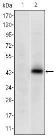 Monoclonal Mouse anti-Human PAX4 Antibody (clone 3C12, WB)