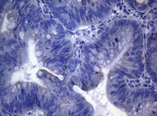 SHMT / SHMT2 Antibody (clone OTI1E6, Carrier-free)