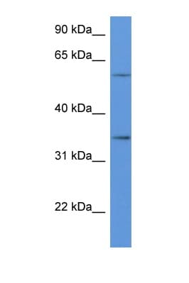 CD34 Antibody (aa188-237)