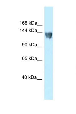 XPO5 / Exportin 5 Antibody (aa190-239)