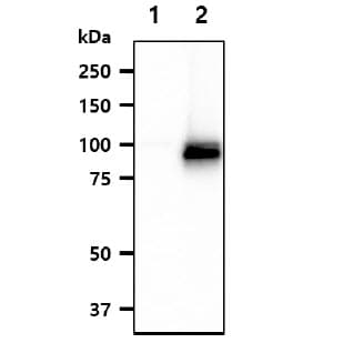IHC-plus™ NFATC1 / NFAT2 Antibody (aa428-716, clone AT1C3)