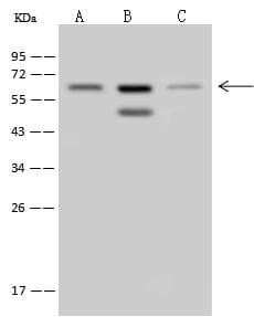 Polyclonal Rabbit anti-Human MSL2 Antibody (WB)
