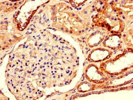 DUSP3 / VHR Antibody