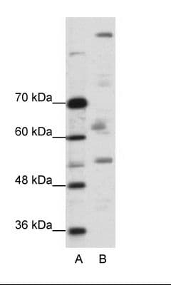 PEG3 Antibody (C-Terminus)