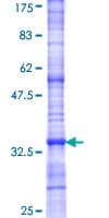 Human TAS2R10 / TRB2 Protein (Recombinant GST, N-terminus)