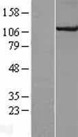 Cullin 4B / CUL4B Protein (Over-Expression Lysate Myc-DDK (Flag))