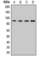 Paraplegin / SPG7 Antibody