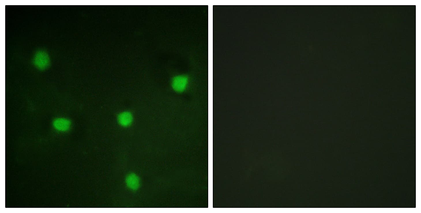 RBL1 / p107 Antibody (aa335-384)