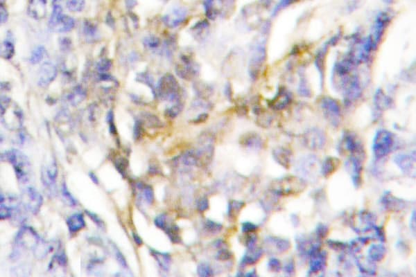 FXR2 Antibody (Glu576)