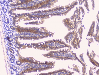 Peptide YY / PYY Antibody