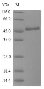 Human BPIFA2 / SPLUNC2 Protein (Recombinant 6His-SUMO, N-terminus)