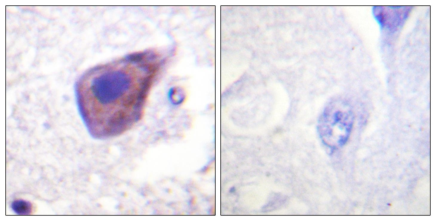 GNAZ Antibody (p16)